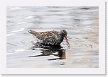 mustaviklo Spotted Redshank 0383 * 1592 x 1069 * (758KB)